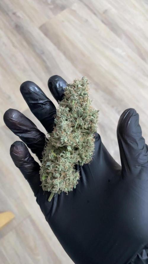 RQS Apple Fritter | freeseed