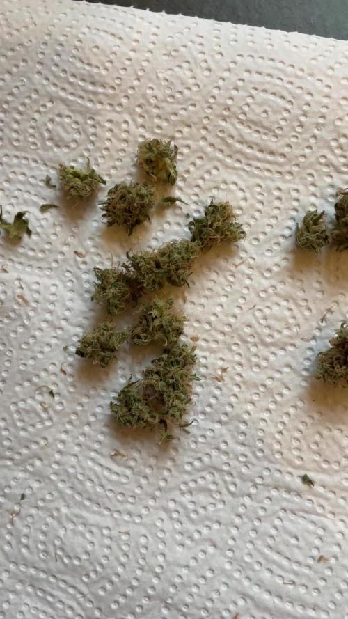 RQS Apple Fritter | freeseed