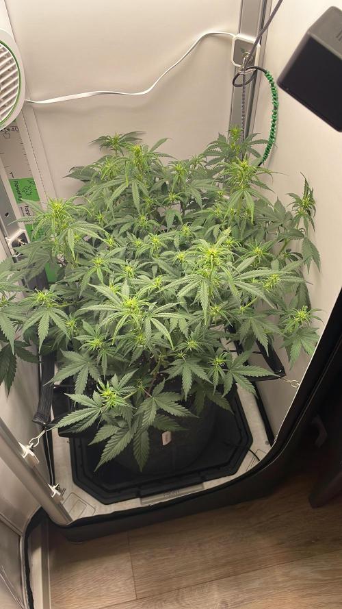 24k Auto. Week 6