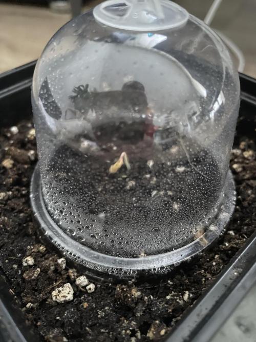 White Truffle Auto | Vgrow. Week 0