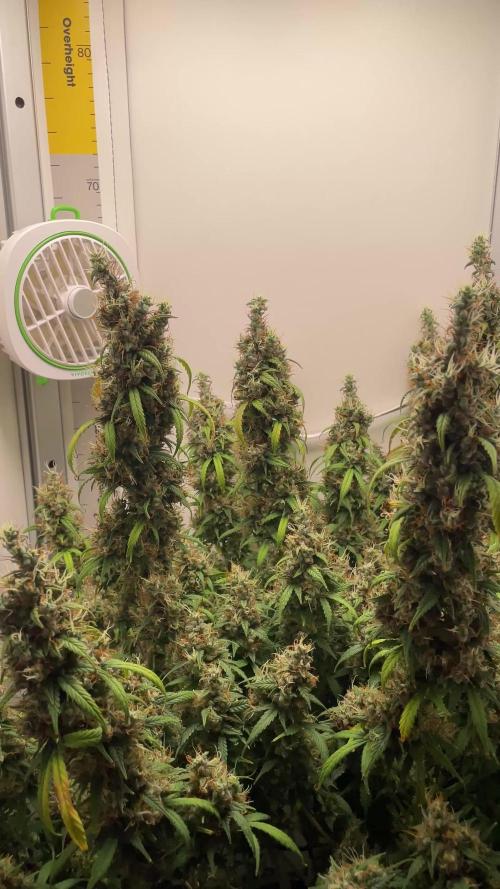 Vgrow | White Truffle Auto