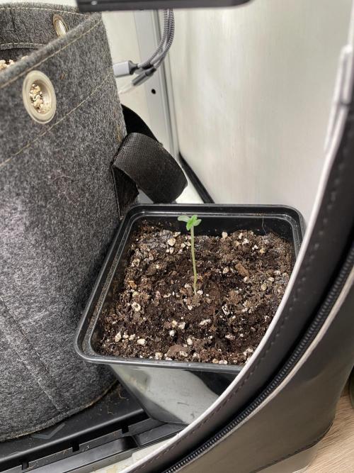 Vgrow | White Truffle Auto. Week 0