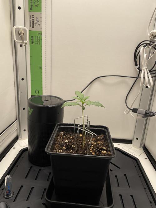Vgrow | White Truffle Auto. Week 1