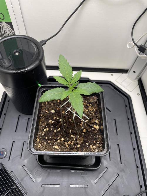 Vgrow | White Truffle Auto. Week 1