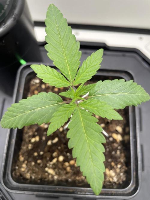 Vgrow | White Truffle Auto. Week 1