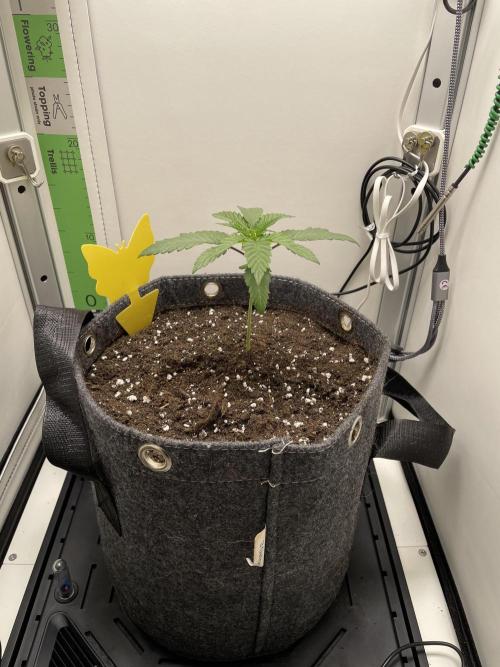 Vgrow | White Truffle Auto. Week 2