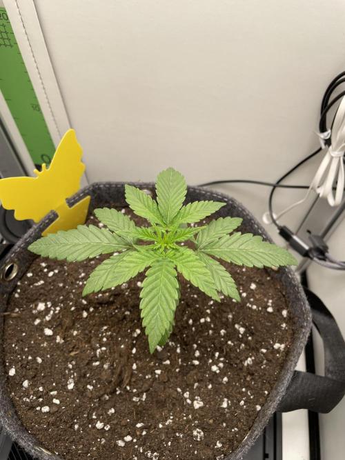 Vgrow | White Truffle Auto. Week 2