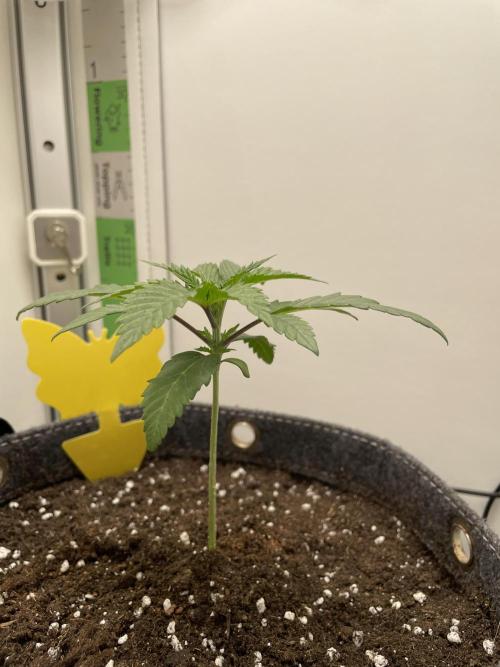 Vgrow | White Truffle Auto. Week 2