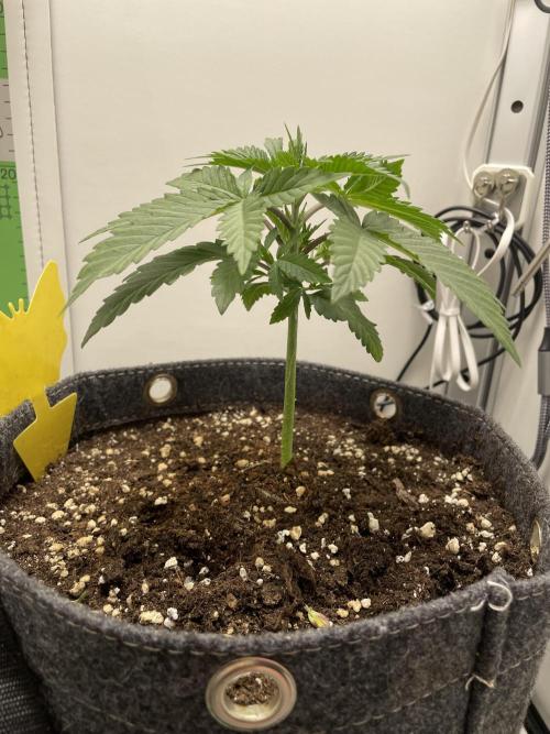 Vgrow | White Truffle Auto. Week 2