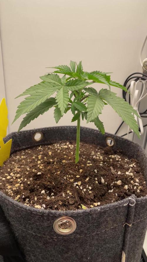 Vgrow | White Truffle Auto