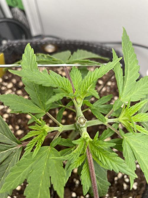 Vgrow | White Truffle Auto. Week 3