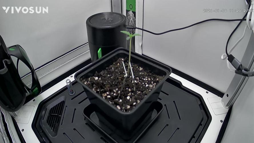 Vgrow | White Truffle Auto