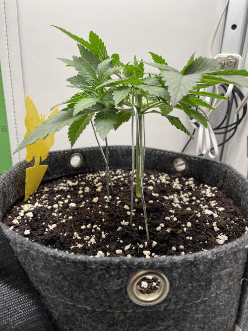Vgrow | White Truffle Auto. Week 3