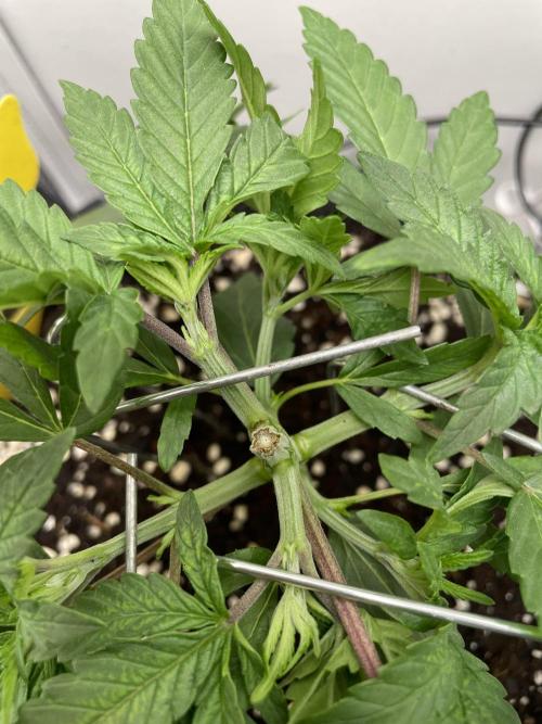 Vgrow | White Truffle Auto. Week 3