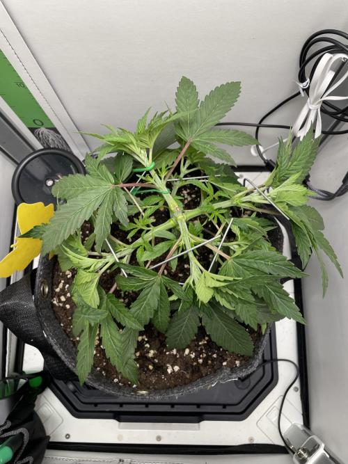 Vgrow | White Truffle Auto. Week 4
