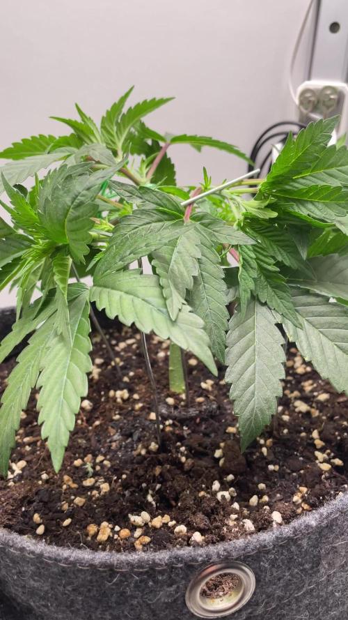 Vgrow | White Truffle Auto