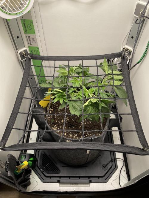Vgrow | White Truffle Auto. Week 4
