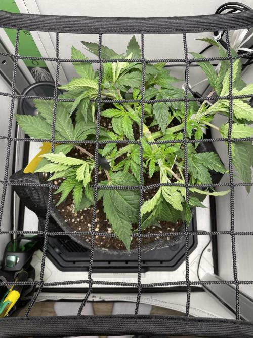 Vgrow | White Truffle Auto. Week 4