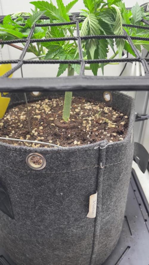 Vgrow | White Truffle Auto