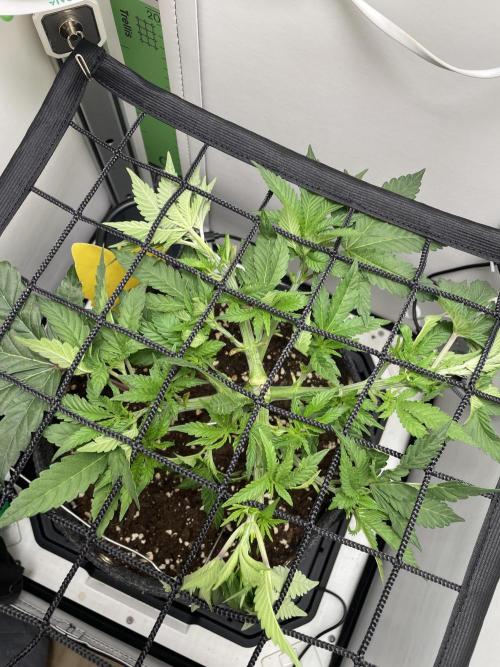 Vgrow | White Truffle Auto. Week 5