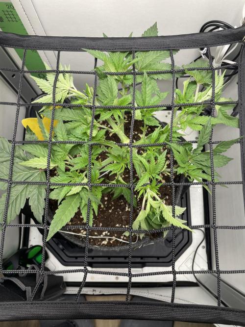 Vgrow | White Truffle Auto. Week 5