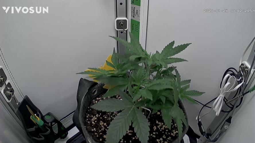 Vgrow | White Truffle Auto