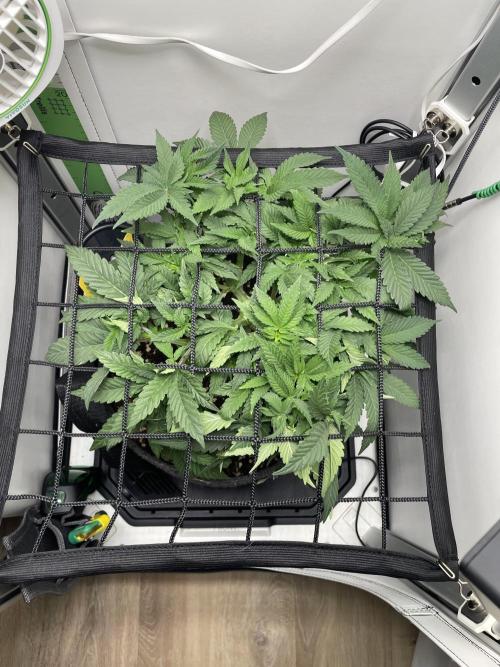 Vgrow | White Truffle Auto. Week 5