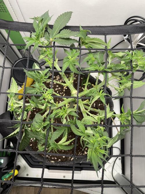 Vgrow | White Truffle Auto. Week 5