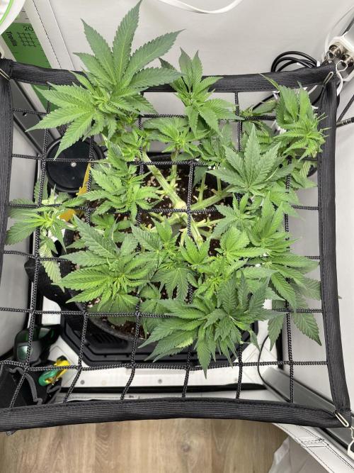 Vgrow | White Truffle Auto. Week 6