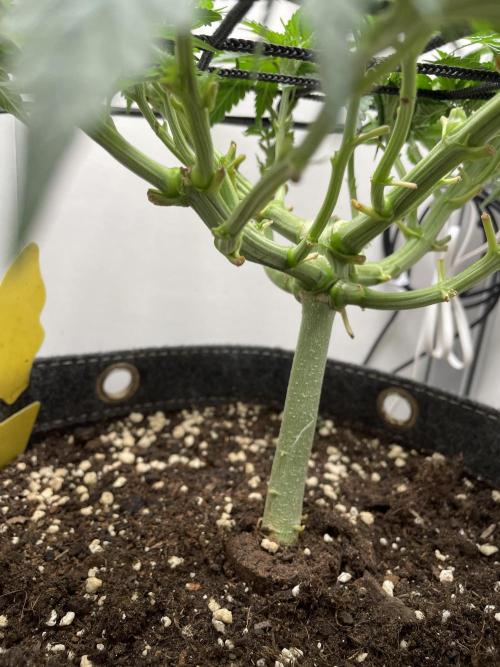 Vgrow | White Truffle Auto. Week 6