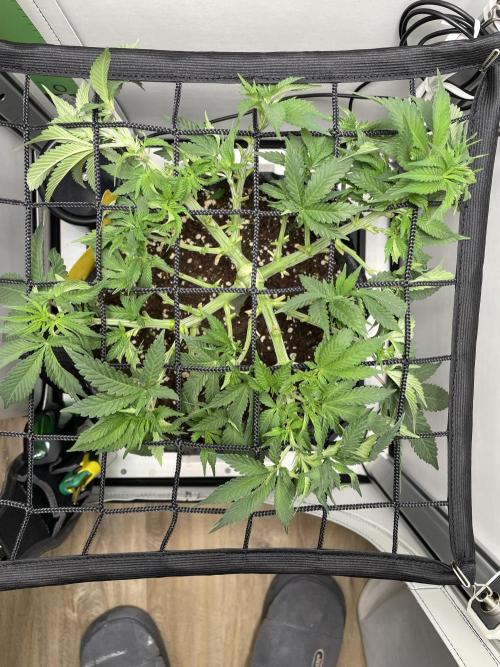 Vgrow | White Truffle Auto. Week 6