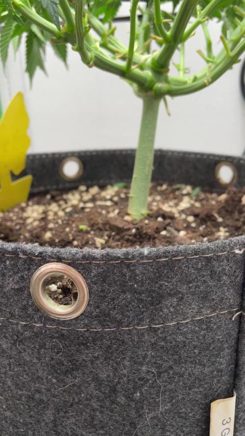 Vgrow | White Truffle