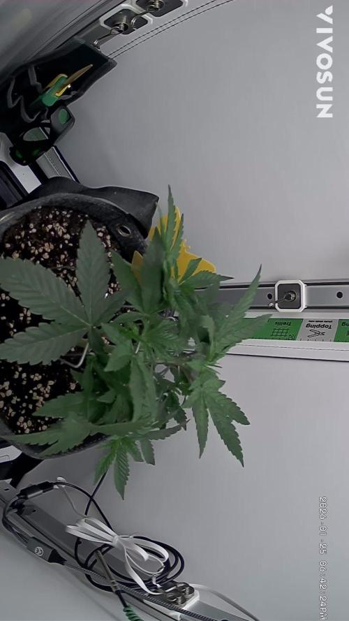 Vgrow | White Truffle