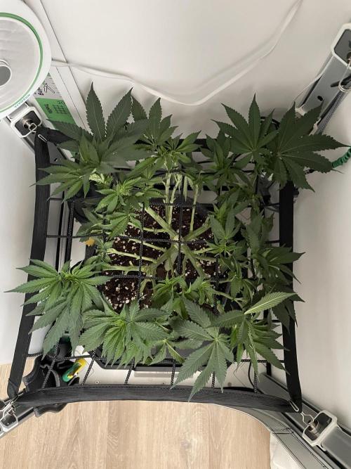 Vgrow | White Truffle. Week 6