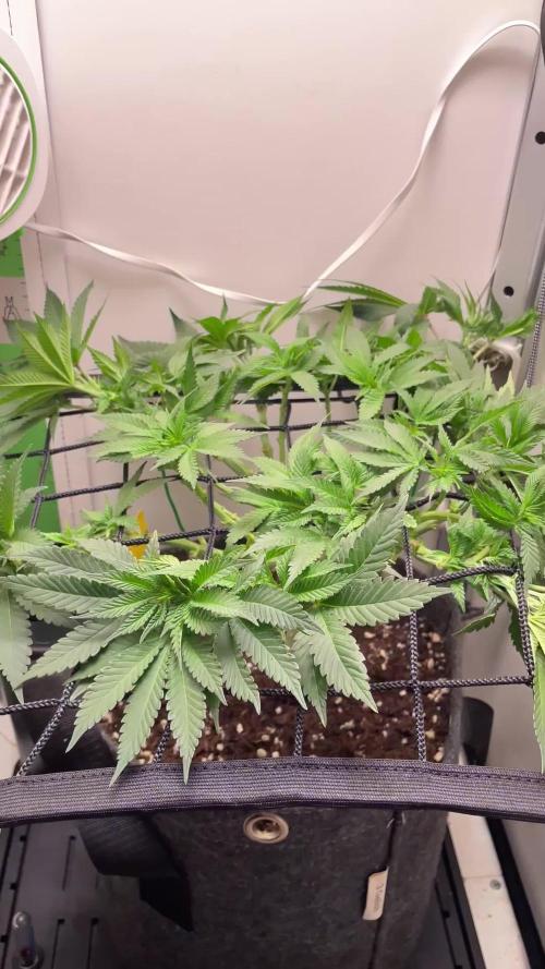 Vgrow | White Truffle