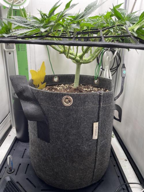 Vgrow | White Truffle. Week 7