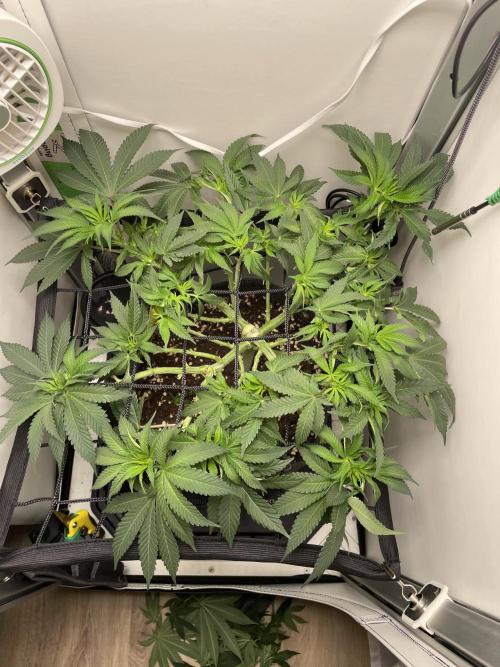 Vgrow | White Truffle. Week 7