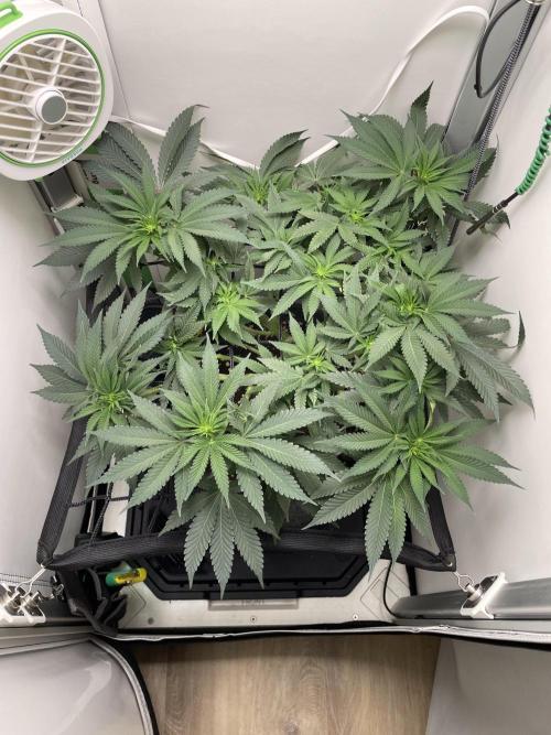 Vgrow | White Truffle. Week 8