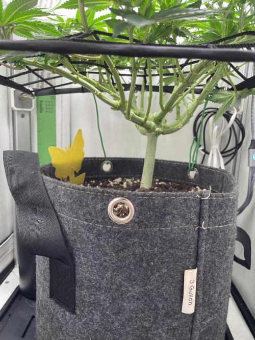 Vgrow | White Truffle. Week 8