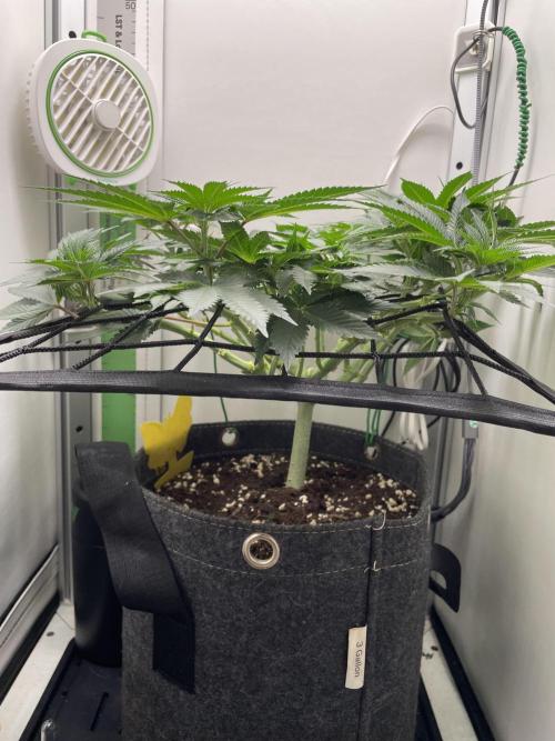 Vgrow | White Truffle. Week 8