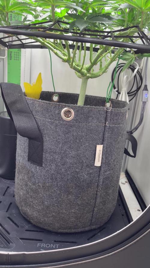 Vgrow | White Truffle