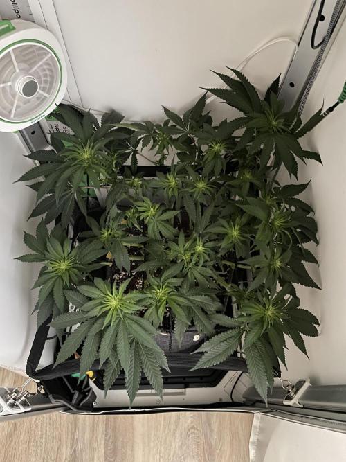 Vgrow | White Truffle. Week 8