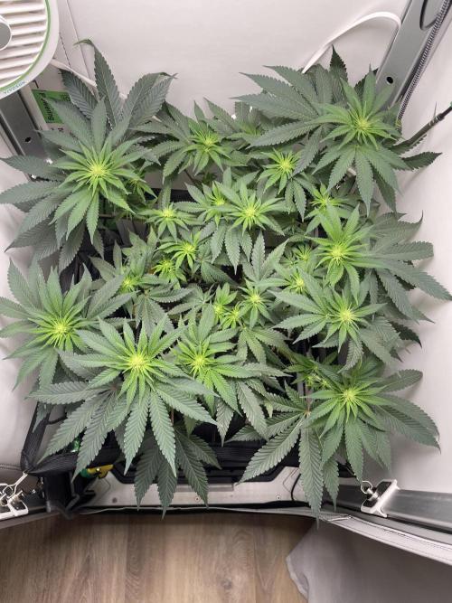 Vgrow | White Truffle. Week 8