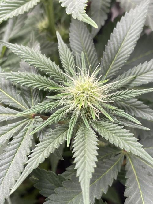 Vgrow | White Truffle. Week 9