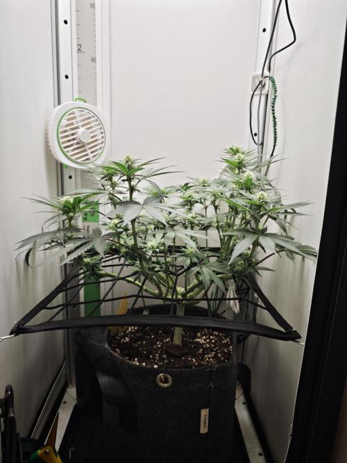 Vgrow | White Truffle. Week 9