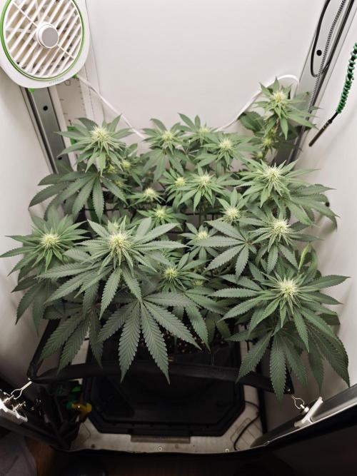 Vgrow | White Truffle. Week 9