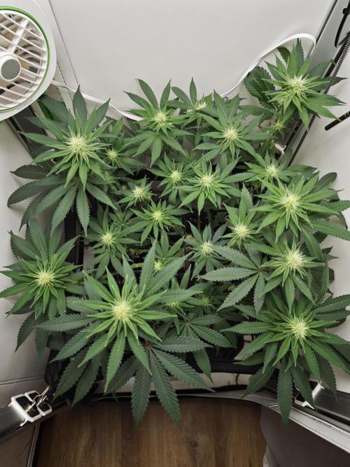 Vgrow | White Truffle. Week 9