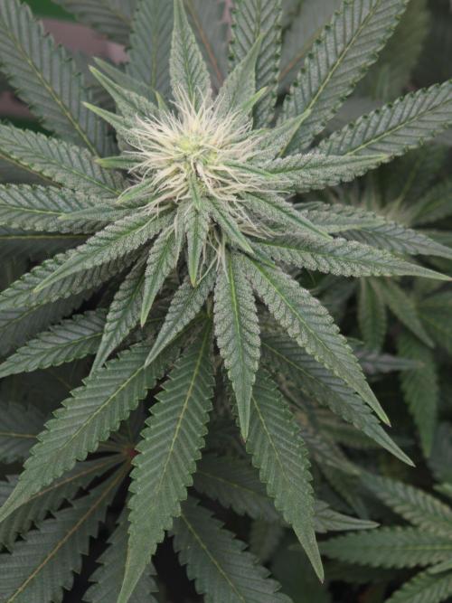 Vgrow | White Truffle. Week 9