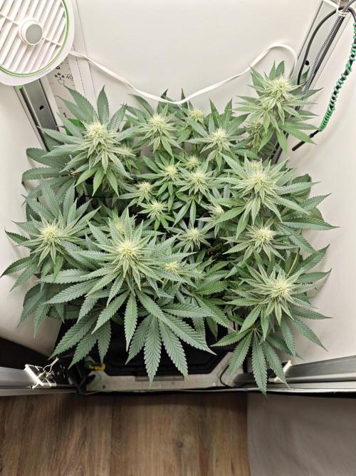 Vgrow | White Truffle. Week 10