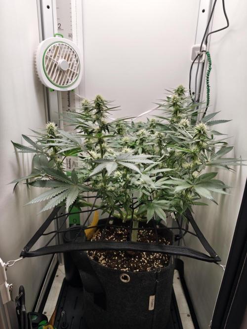 Vgrow | White Truffle. Week 10